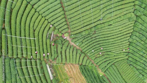 longjing tea plantation in hagnzhou china photo