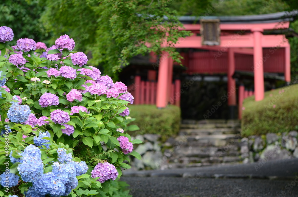 京都　善峯寺の境内に咲く紫陽花と稲荷社の鳥居