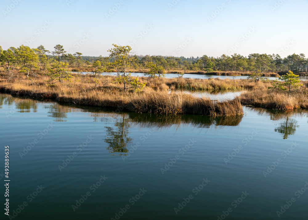 blue sky is reflected in a calm bog lake, small bog pines grow on the lake shore, bog characteristic plants, grass, moss lichens, autumn colors