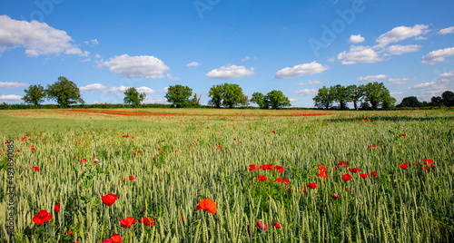 Paysage de campagne et coquelicots rouges dans les champs au printemps.