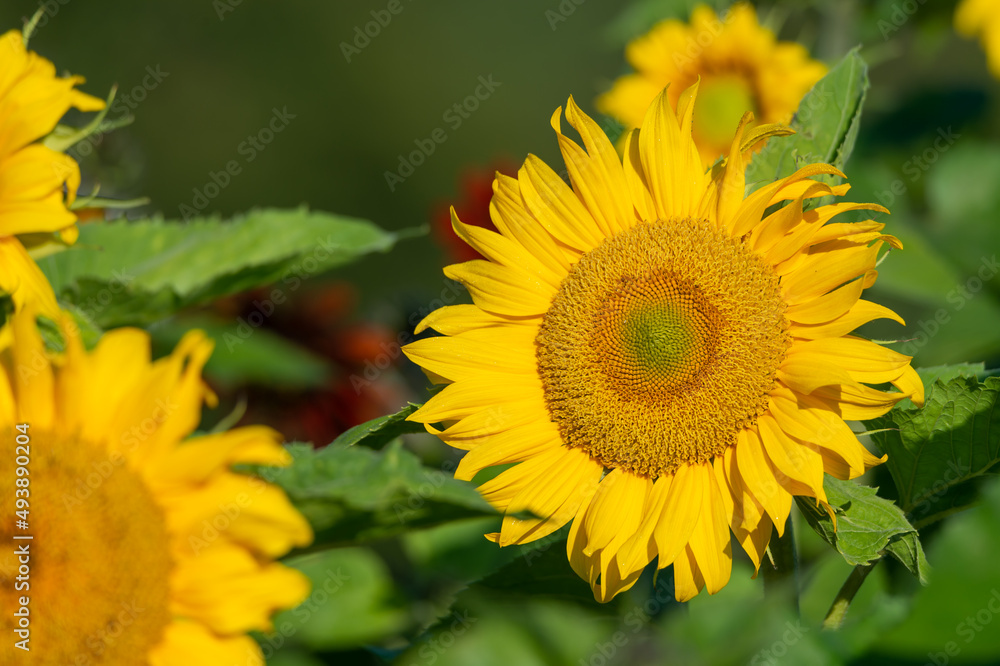 Yellow sunflower in summertime. Ukrainian national flower. Symbol for solidarity. Ukraine export of sunflower products. Close up portrait, flower photography taken in Sweden. Yellow sunflower in summertime. Ukrainian national flower. Symbol for solidarity. Ukraine export of sunflower products. Close up portrait, flower photography taken in Sweden.