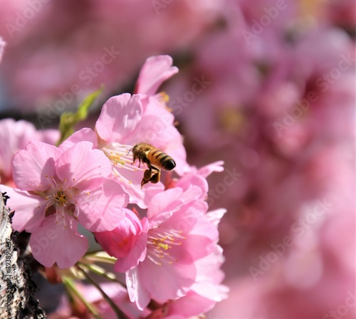 桜の花の花粉を集めるミツバチ