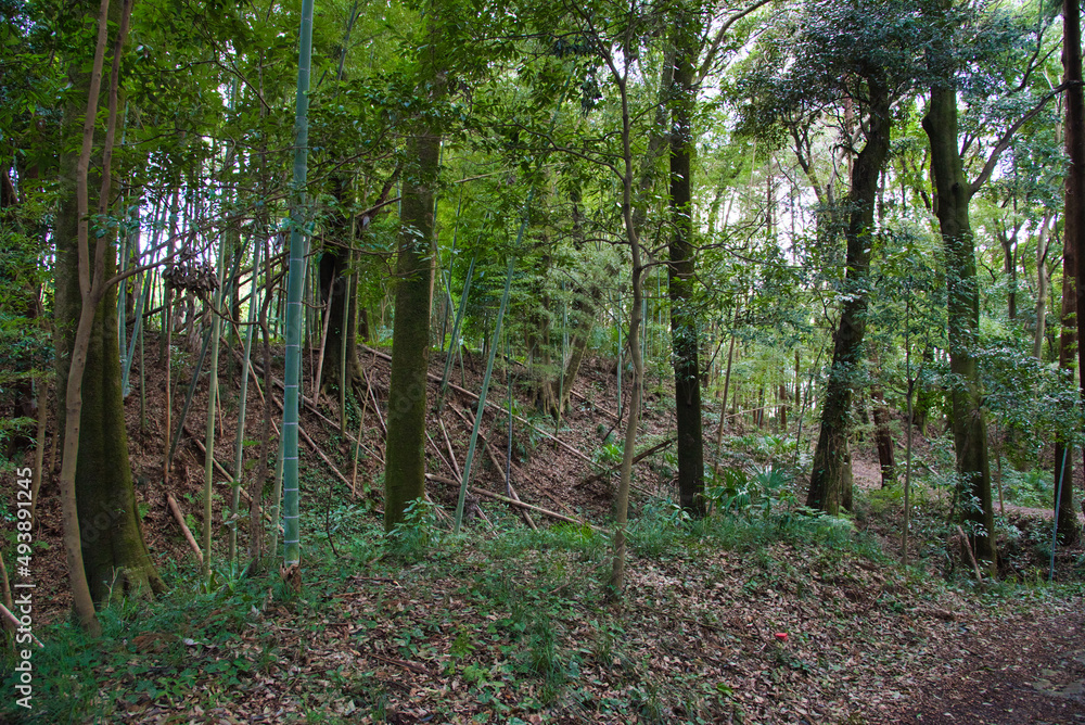 Obraz premium 森