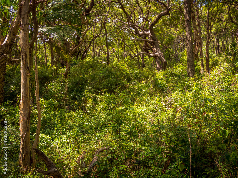 trees in the forest, Noosa