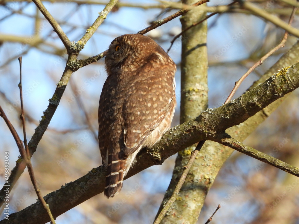 The Eurasian pygmy owl (Glaucidium passerinum) is the smallest owl in Europe. It is a dark reddish to greyish-brown, with spotted sides and half of a white ring around the back of the neck. The Eurasian pygmy owl (Glaucidium passerinum) is the smallest owl in Europe. It is a dark reddish to greyish-brown, with spotted sides and half of a white ring around the back of the neck.