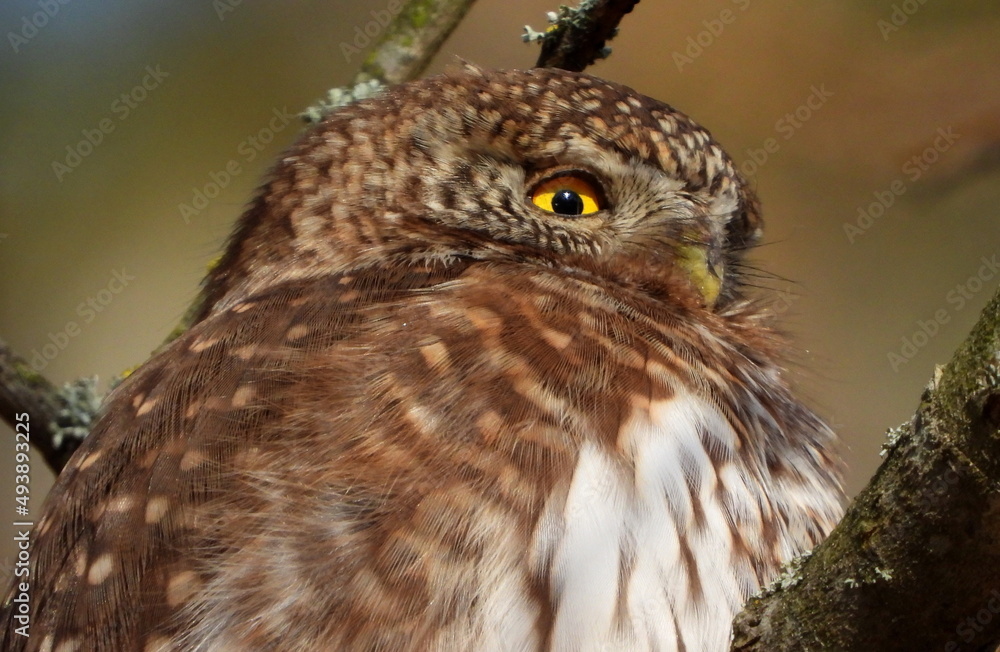 Obraz premium The Eurasian pygmy owl (Glaucidium passerinum) is the smallest owl in Europe. It is a dark reddish to greyish-brown, with spotted sides and half of a white ring around the back of the neck.