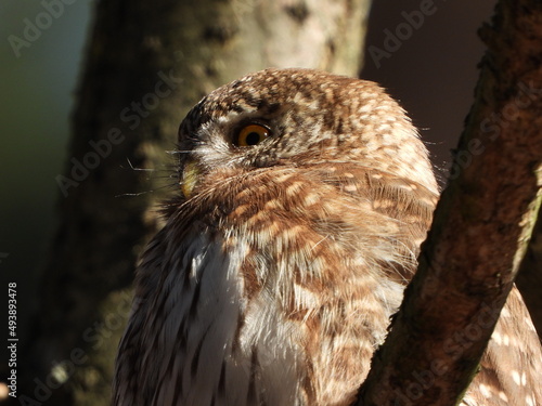 The Eurasian pygmy owl (Glaucidium passerinum) is the smallest owl in Europe. It is a dark reddish to greyish-brown, with spotted sides and half of a white ring around the back of the neck.