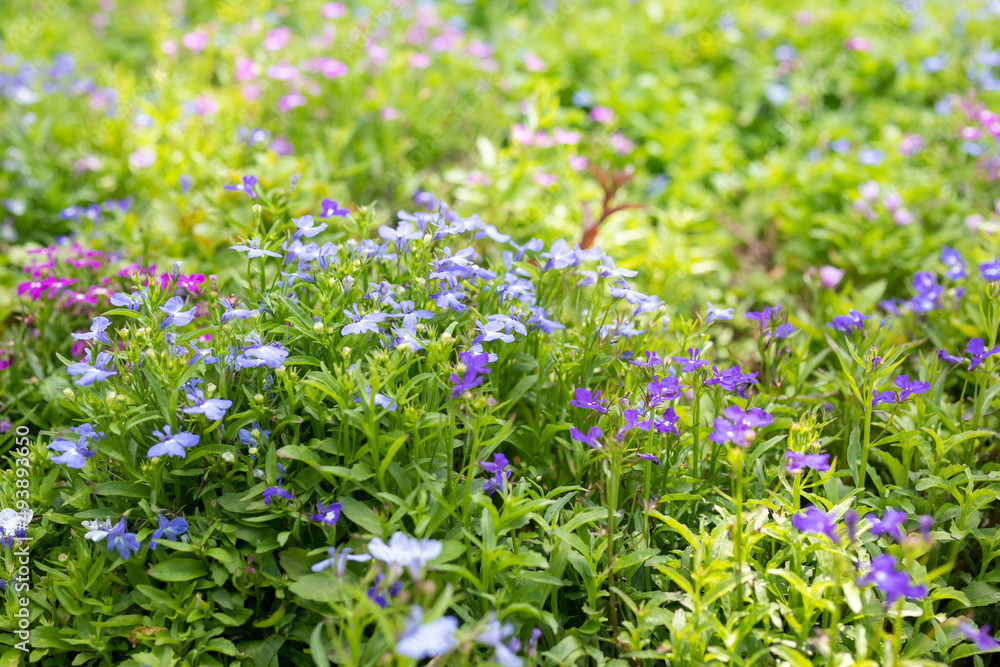 Beautiful blue lobelia flower close up in garden Beautiful blue lobelia flower close up in garden