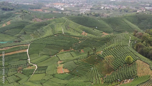 longjing tea plantation in hagnzhou china photo