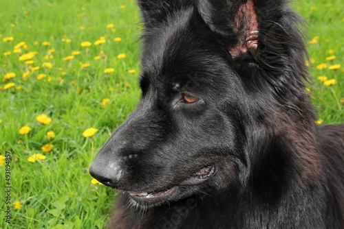  beautiful dog breed of German Shepherd black lies on the grass. © Valentina A