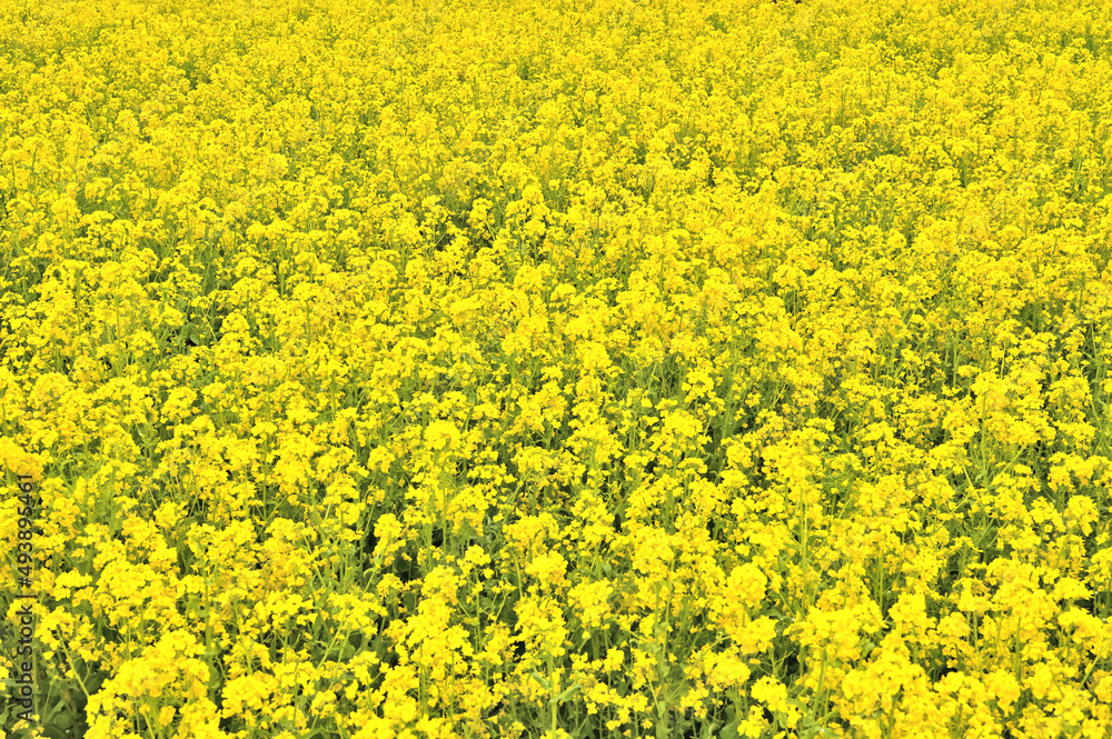 Fototapeta premium 菜の花一面の風景