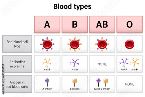 Types of blood (A, B, AB and O) chart. Blood groups.