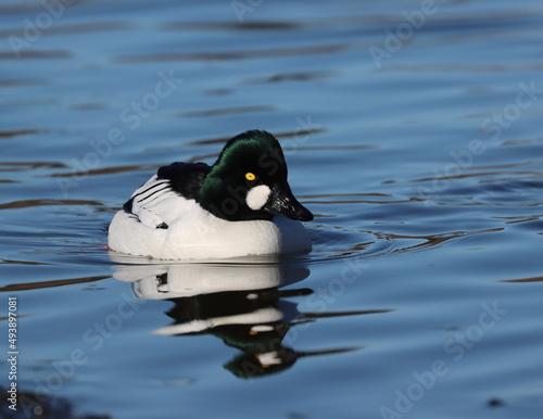 Common goldeneye