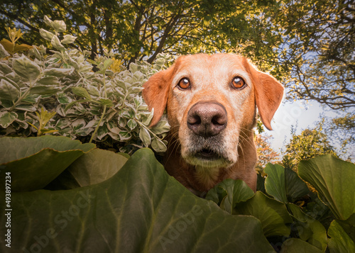 Fox red Labrador 