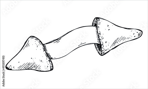 Vector hand drawn chinese fortune cookies isolated on white backgrounds. Food illustration. Crisp cookie with a blank piece of paper inside. For print, web, design, decor, logo.