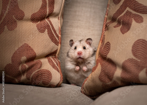 Hamster sitting on a sofa