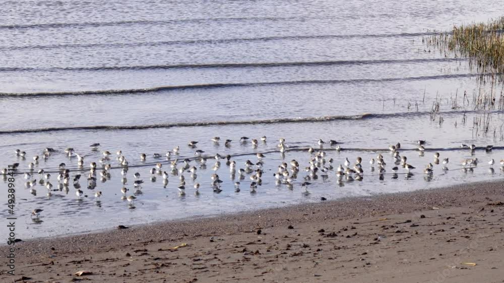 Hundreds newborn baby birds fly over the sea on the beach Hundreds newborn baby birds fly over the sea on the beach