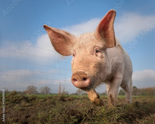 Close up of pig in an outdoor enclosure