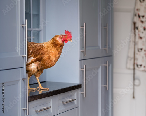 Chicken standing on kitchen worktop