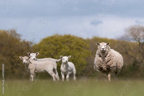 Foto Sheep and lambs standing in a field