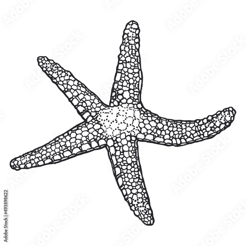 Starfish outline hand-drawn sketch. Marine star doodle. Ink outline of starfish. Monochrome outlines isolated on white background. Wildlife sketch for posters, decoration and print.