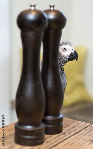 African Grey Parrot behind salt and pepper pots
