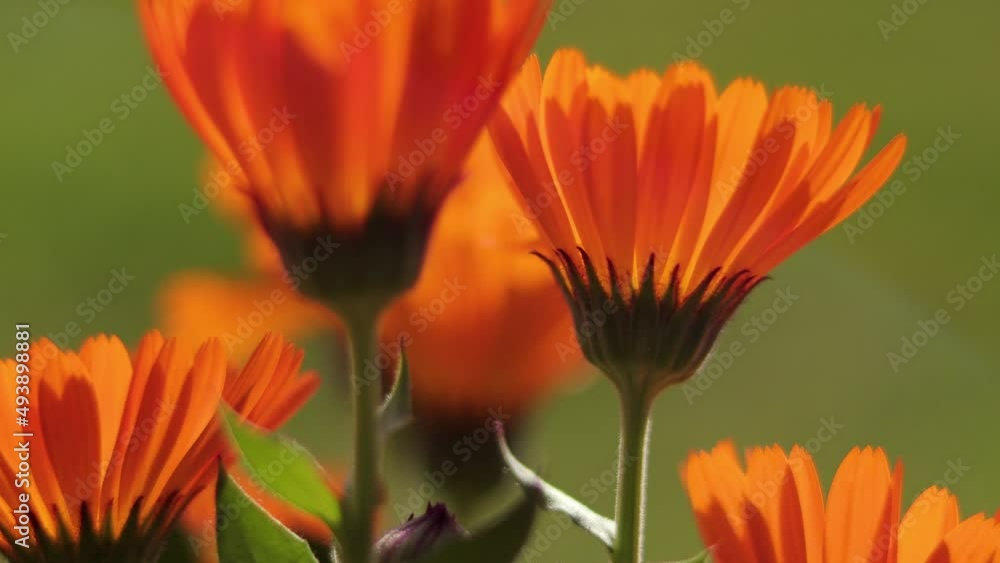 Beautiful Flowers in the garden in Pakistan Beautiful Flowers in the garden in Pakistan