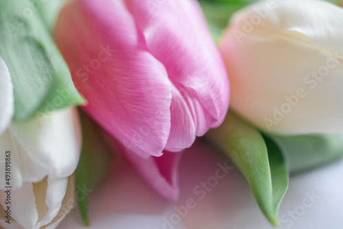 Fototapeta Naklejka Na Ścianę i Meble -  Pink and white tulips in close-up	