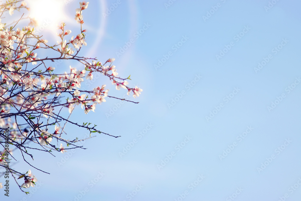 background of spring cherry blossoms tree. selective focus