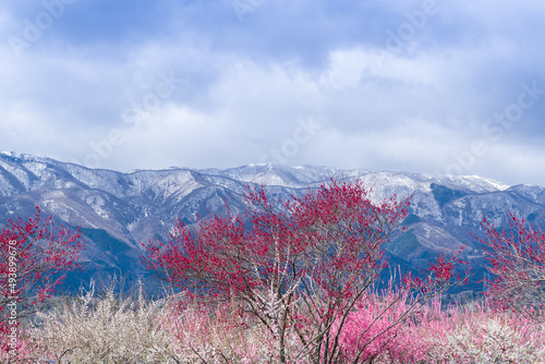 満開の梅の花と残雪の山麓・いなべ市農業公園 © knight0315