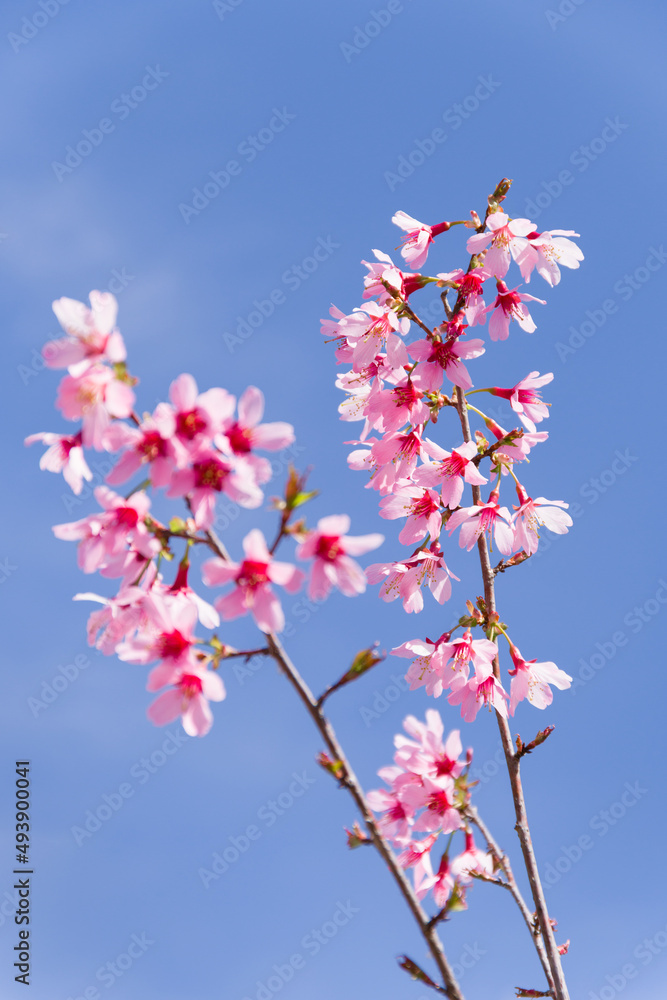 オカメ桜と青空