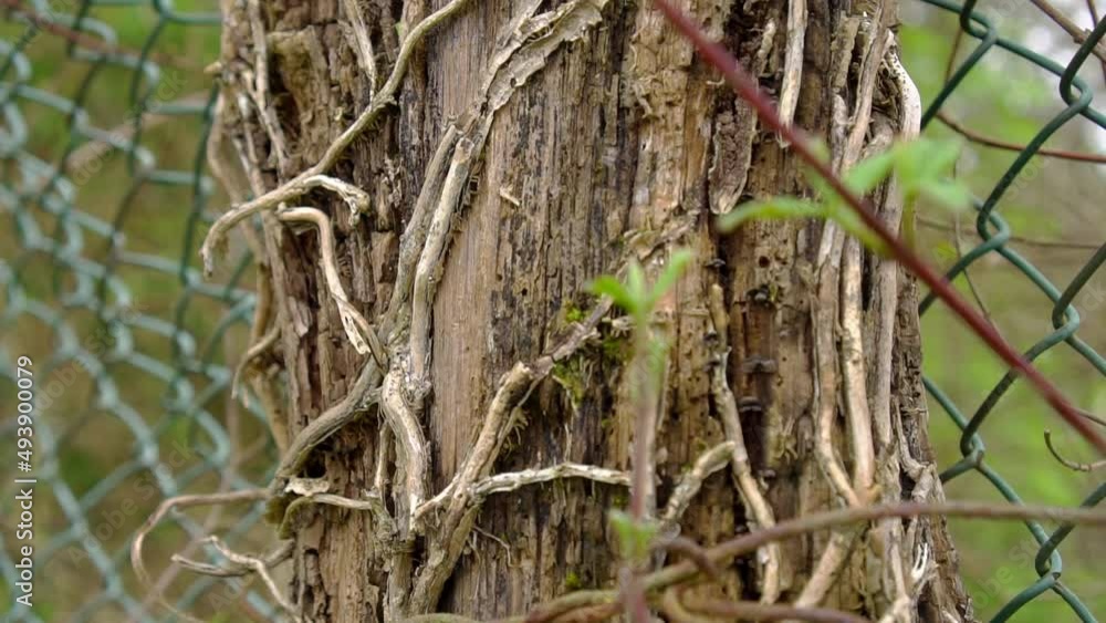 Dry stem of a creeping bindweed on a weathered wooden fence post with chain-link mesh. Abstract view Dry stem of a creeping bindweed on a weathered wooden fence post with chain-link mesh. Abstract view