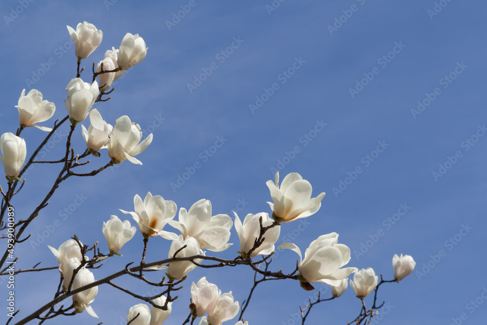 ハクモクレンと青空