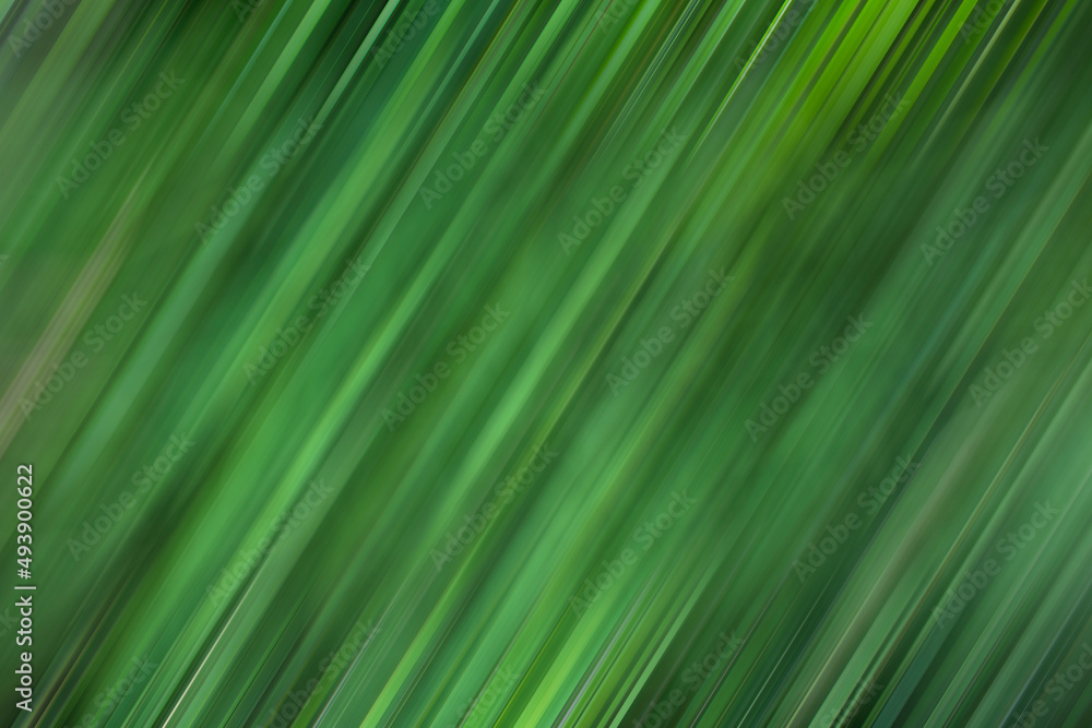 Nature of green leaf in garden at summer. Natural green leaves plants using as spring background cover page environment ecology or greenery wallpaper Nature of green leaf in garden at summer. Natural green leaves plants using as spring background cover page environment ecology or greenery wallpaper