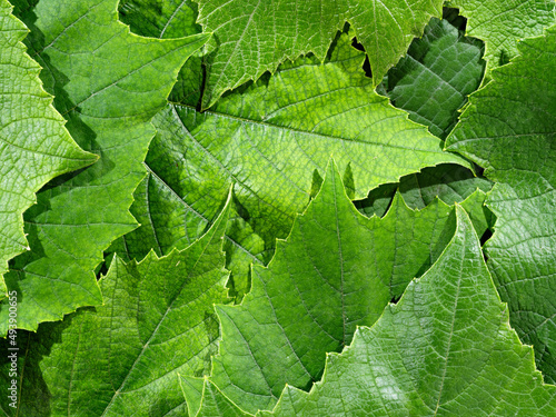 Green grape leaves texture closeup as background
