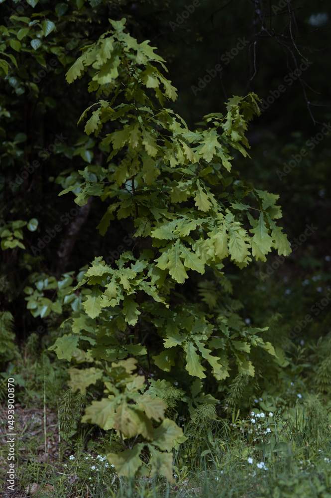 Young oak tree in dense forest 