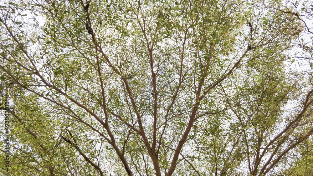Landscape the big tree with nature background Landscape the big tree with nature background