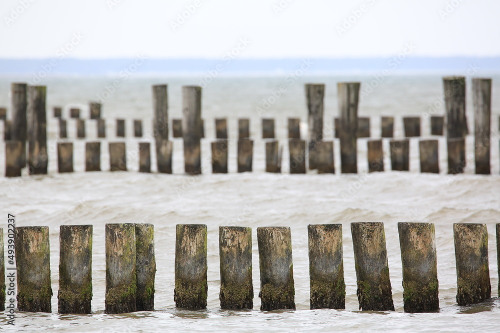 Many wooden groynes in the Baltic Sea