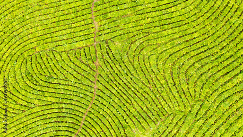 Fototapeta premium Aerial view shot from drone of green tea plantation, Top view aerial photo from flying drone of a tea plantation