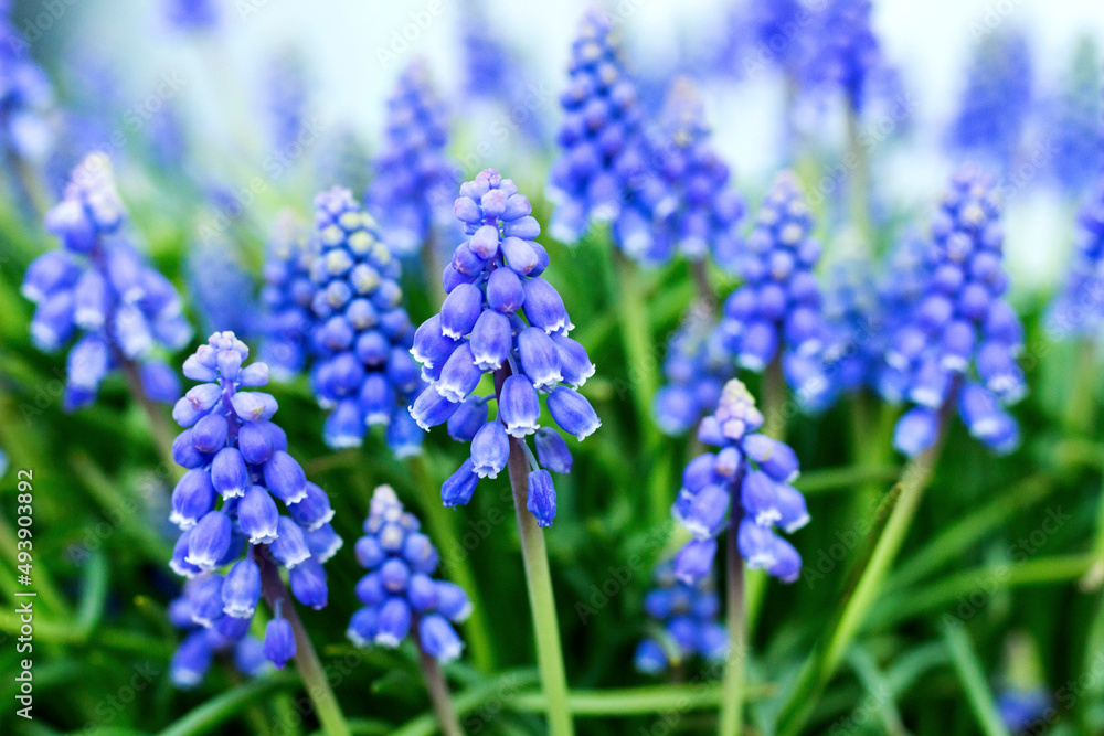 青ムスカリの花 /Blue flowering Grape Hyacinths 青ムスカリの花 /Blue flowering Grape Hyacinths