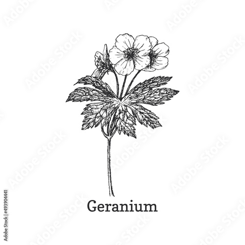 Geranium, drawn sketch in vector, design element.