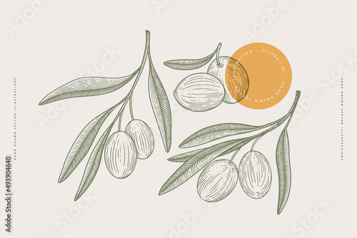 Set of hand-drawn olive branches with fruits and leaves in engraving style. The concept of organic products. Can be used for cosmetics, menu and packaging design. Vintage botanical illustration.