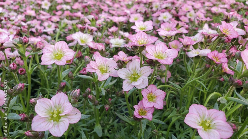 Medium wide shot of beautiful blooming early magic salmon saxifrage flowers Medium wide shot of beautiful blooming early magic salmon saxifrage flowers