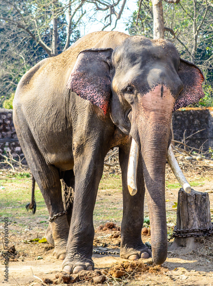 Obraz premium Chained elephant