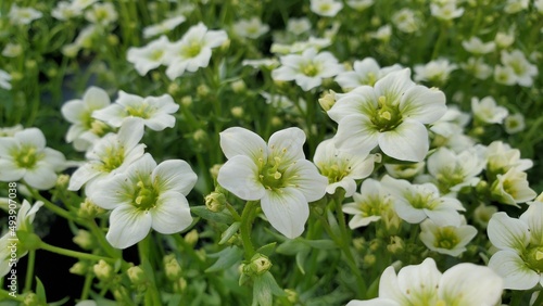 Photography Medium close up of beautiful blooms of white saxifrage flowers