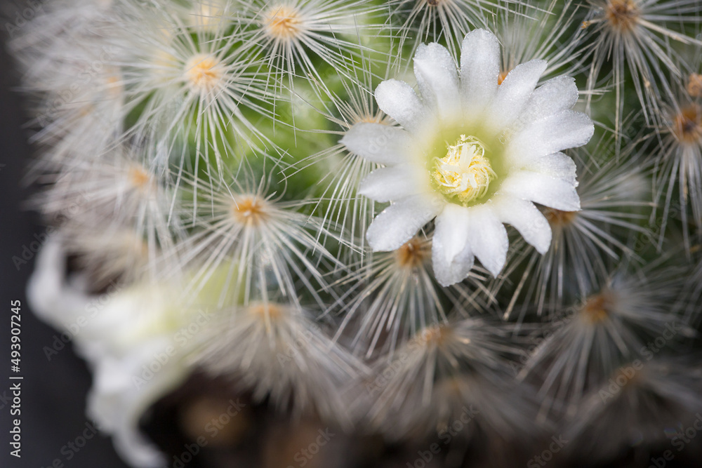 Mammillaria Plumosa cactus beautiful yellow flowers blooming Mammillaria Plumosa cactus beautiful yellow flowers blooming
