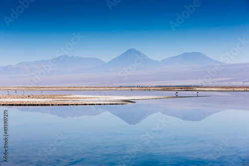 Salar de Atacama Laguna Chaxa photo