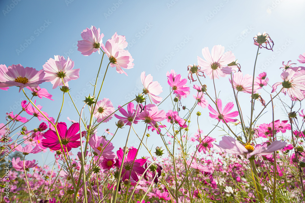 Beautiful wild flowers camomiles flowers in the field receiving natural Summer bright landscape Beautiful wild flowers camomiles flowers in the field receiving natural Summer bright landscape