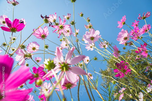 Beautiful wild flowers camomiles flowers in the field receiving natural Summer bright landscape