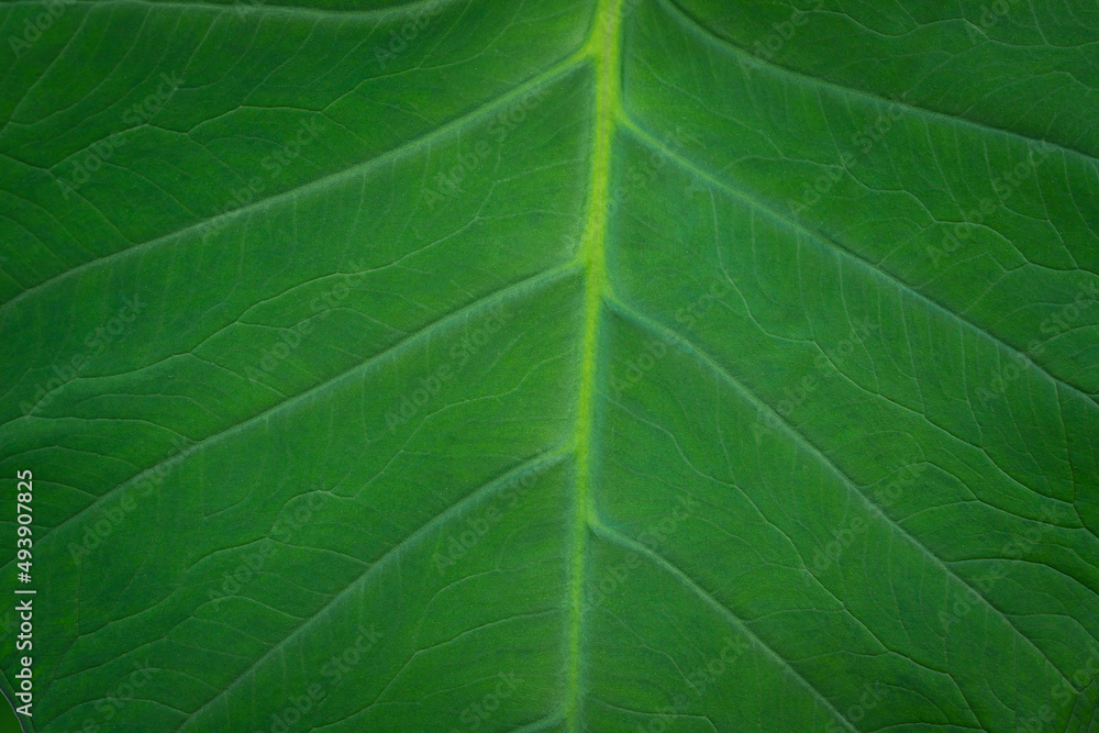 Close up of green leaf pattern Close up of green leaf pattern
